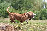 BASSET HOUND 222